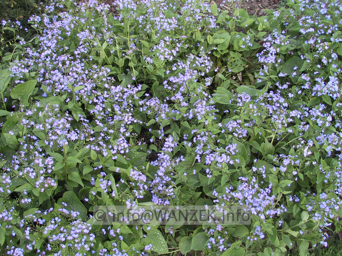 Brunnera macrophylla - Blueten.JPG
